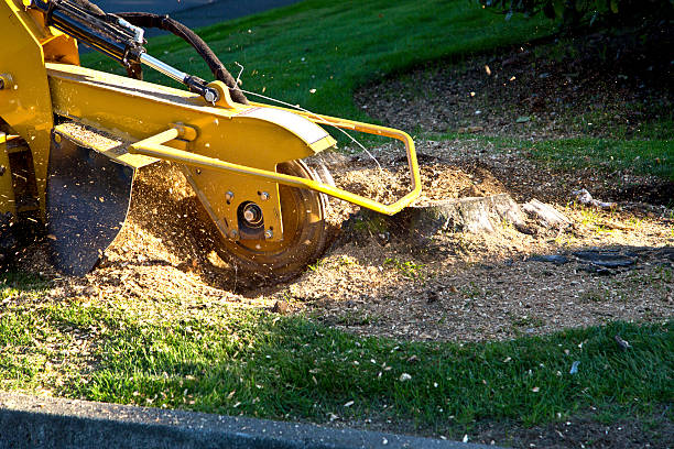 Best Emergency Storm Tree Removal  in Taylor Lake Village, TX